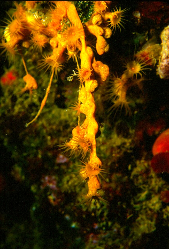 Parazoanthus axinellae (Schmidt, 1862) - Banyuls-sur-Mer : 08/1984 - asexual reproduction