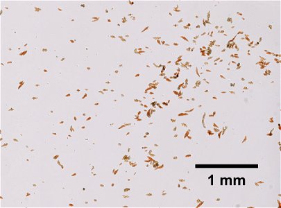 PRESERVED_SPECIMEN; ; ; dry; microslide; IZ number 102085; lot count 1;