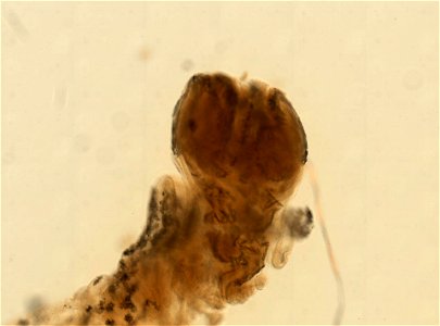 PRESERVED_SPECIMEN; ; ; 70% alc.; microslide; Gray Museum; IZ number 29409; lot count 5; Microslide 01, balsam, polyps; Microslide 02, balsam, polyps; Microslide 03, balsam, sclerites; origi