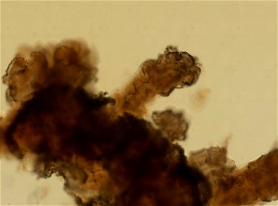PRESERVED_SPECIMEN; ; ; 70% alc.; microslide; Gray Museum; IZ number 29410; lot count 4; Microslide 01, balsam, sclerites; Microslide 02, balsam, sclerites; Microslide 03, balsam, polyps; Mi
