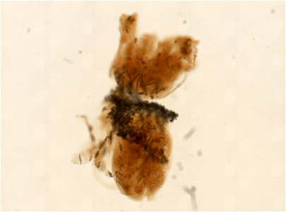 PRESERVED_SPECIMEN; ; ; 70% alc.; microslide; Gray Museum; IZ number 29410; lot count 4; Microslide 01, balsam, sclerites; Microslide 02, balsam, sclerites; Microslide 03, balsam, polyps; Mi