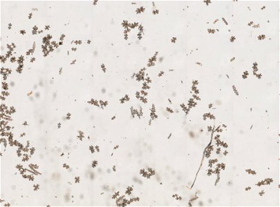 PRESERVED_SPECIMEN; ; ; 70% alc.; microslide; Gray Museum; IZ number 29410; lot count 4; Microslide 01, balsam, sclerites; Microslide 02, balsam, sclerites; Microslide 03, balsam, polyps; Mi
