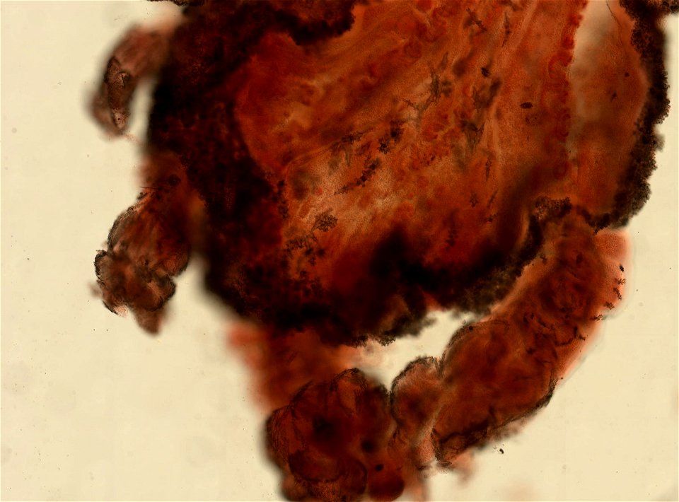 PRESERVED_SPECIMEN; ; ; 70% alc.; microslide; Gray Museum; IZ number 29410; lot count 4; Microslide 01, balsam, sclerites; Microslide 02, balsam, sclerites; Microslide 03, balsam, polyps; Mi