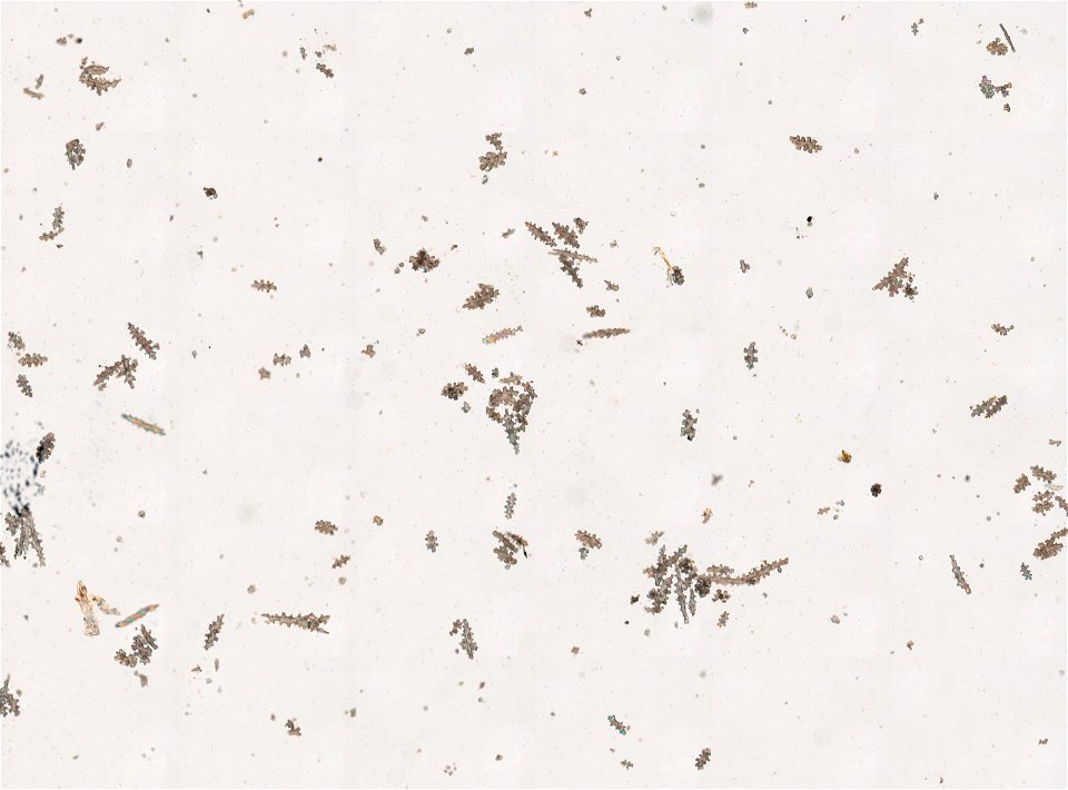 PRESERVED_SPECIMEN; ; ; 70% alc.; microslide; Gray Museum; IZ number 29410; lot count 4; Microslide 01, balsam, sclerites; Microslide 02, balsam, sclerites; Microslide 03, balsam, polyps; Mi