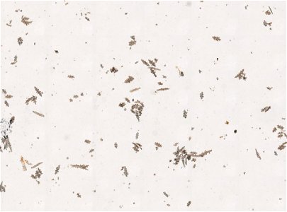 PRESERVED_SPECIMEN; ; ; 70% alc.; microslide; Gray Museum; IZ number 29410; lot count 4; Microslide 01, balsam, sclerites; Microslide 02, balsam, sclerites; Microslide 03, balsam, polyps; Mi