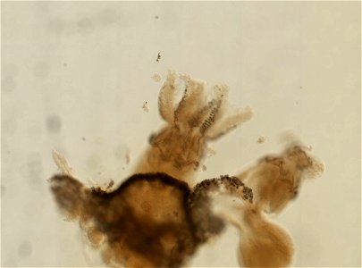 PRESERVED_SPECIMEN; ; ; 70% alc.; microslide; Gray Museum; IZ number 29412; lot count 4; Microslide 01, balsam, sclerites; Microslide 02, balsam, longitudinal section; Microslide 03, balsam,