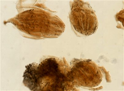 PRESERVED_SPECIMEN; ; ; 70% alc.; microslide; Gray Museum; IZ number 29412; lot count 4; Microslide 01, balsam, sclerites; Microslide 02, balsam, longitudinal section; Microslide 03, balsam,