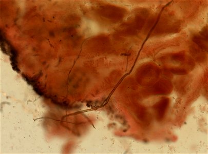PRESERVED_SPECIMEN; ; ; 70% alc.; microslide; Gray Museum; IZ number 29412; lot count 4; Microslide 01, balsam, sclerites; Microslide 02, balsam, longitudinal section; Microslide 03, balsam,