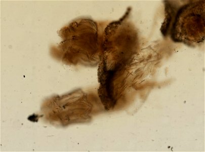 PRESERVED_SPECIMEN; ; ; 70% alc.; microslide; Gray Museum; IZ number 29414; lot count 1; Microslide 01, balsam, sclerites; Microslide 02, balsam, longitudinal section; Microslide 03, balsam,