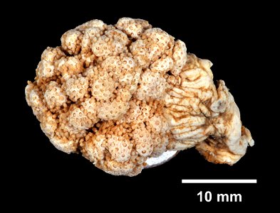 PRESERVED_SPECIMEN; ; ; 70% alc.; microslide; Gray Museum; IZ number 29414; lot count 1; Microslide 01, balsam, sclerites; Microslide 02, balsam, longitudinal section; Microslide 03, balsam,