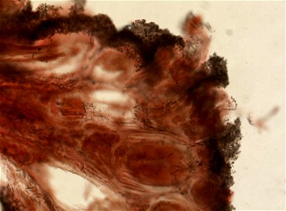 PRESERVED_SPECIMEN; ; ; 70% alc.; microslide; Gray Museum; IZ number 29414; lot count 1; Microslide 01, balsam, sclerites; Microslide 02, balsam, longitudinal section; Microslide 03, balsam,