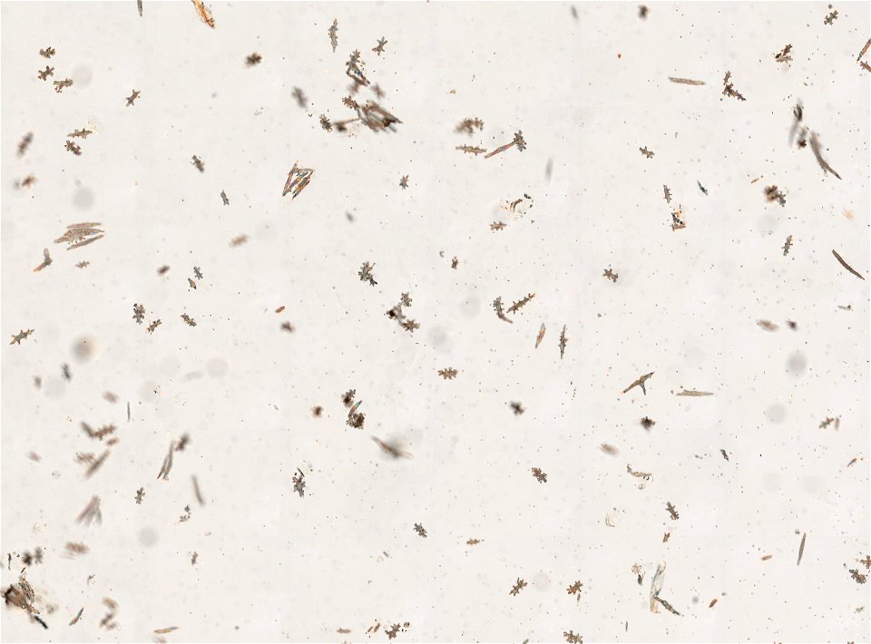 PRESERVED_SPECIMEN; ; ; 70% alc.; microslide; Gray Museum; IZ number 29414; lot count 1; Microslide 01, balsam, sclerites; Microslide 02, balsam, longitudinal section; Microslide 03, balsam,