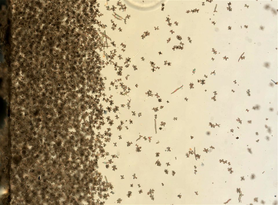 PRESERVED_SPECIMEN; ; ; 70% alc.; microslide; Gray Museum; IZ number 30268; lot count 1; Microslide 01, balsam, sclerites; Microslide 02, balsam, polyps; original catalog number GM 1008; oth