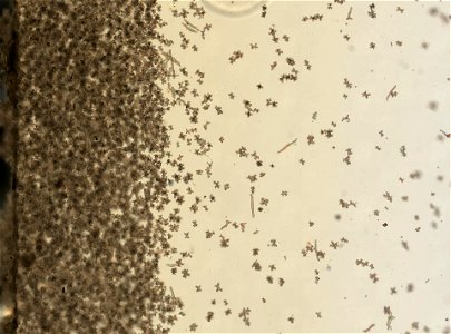 PRESERVED_SPECIMEN; ; ; 70% alc.; microslide; Gray Museum; IZ number 30268; lot count 1; Microslide 01, balsam, sclerites; Microslide 02, balsam, polyps; original catalog number GM 1008; oth
