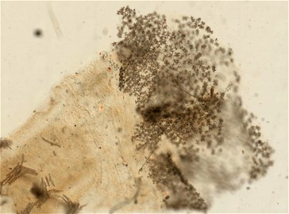 PRESERVED_SPECIMEN; ; ; 70% alc.; microslide; Gray Museum; IZ number 30268; lot count 1; Microslide 01, balsam, sclerites; Microslide 02, balsam, polyps; original catalog number GM 1008; oth