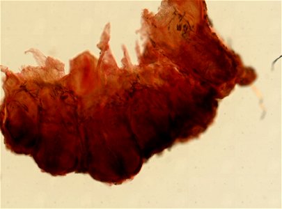 PRESERVED_SPECIMEN; ; ; 70% alc.->dry; microslide; Gray Museum; IZ number 33774; lot count 1; Microslide 01, balsam, sclerites; Microslide 02, balsam, polyps; Microslide 03, balsam, longi