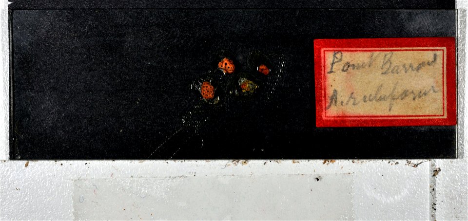 PRESERVED_SPECIMEN; ; ; microslide; IZ number 79025; lot count 1; Microslide 01, balsam, fragment; Microslide 02, balsam, sclerites; Microslide 03, balsam, sclerites; Microslide 04, balsam, 