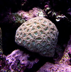 Favites abdita at the Birch Aquarium, San Diego, California, USA. photo