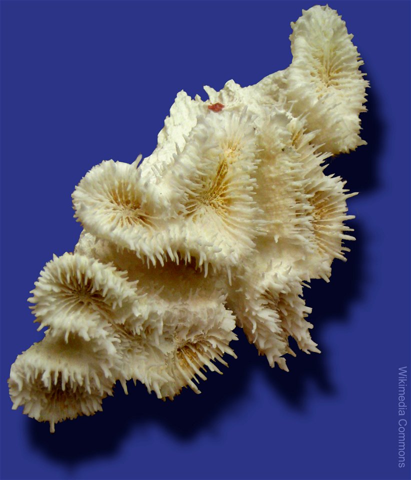 Lobed cactus coral (Lobophyllia corymbosa) in Museum of Science, Boston, Massachusetts, USA. Note that there was no prohibition against photography in the museum.
