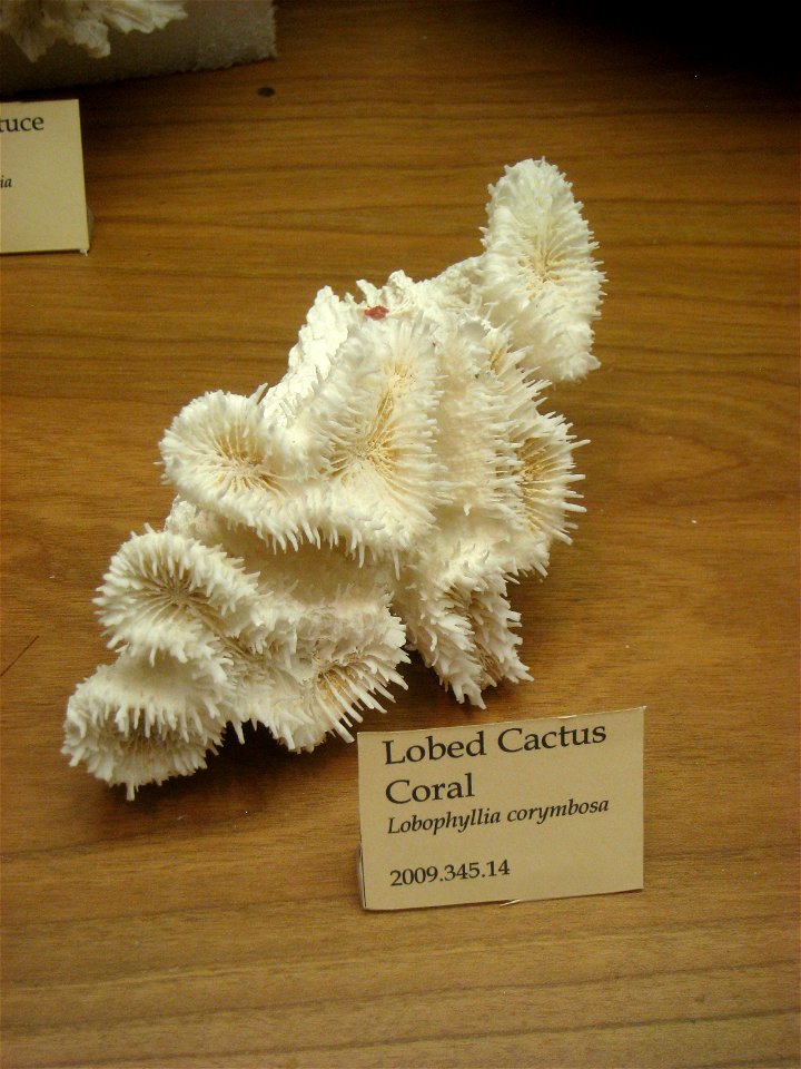 Lobed cactus coral (Lobophyllia corymbosa) in Museum of Science, Boston, Massachusetts, USA. Note that there was no prohibition against photography in the museum.