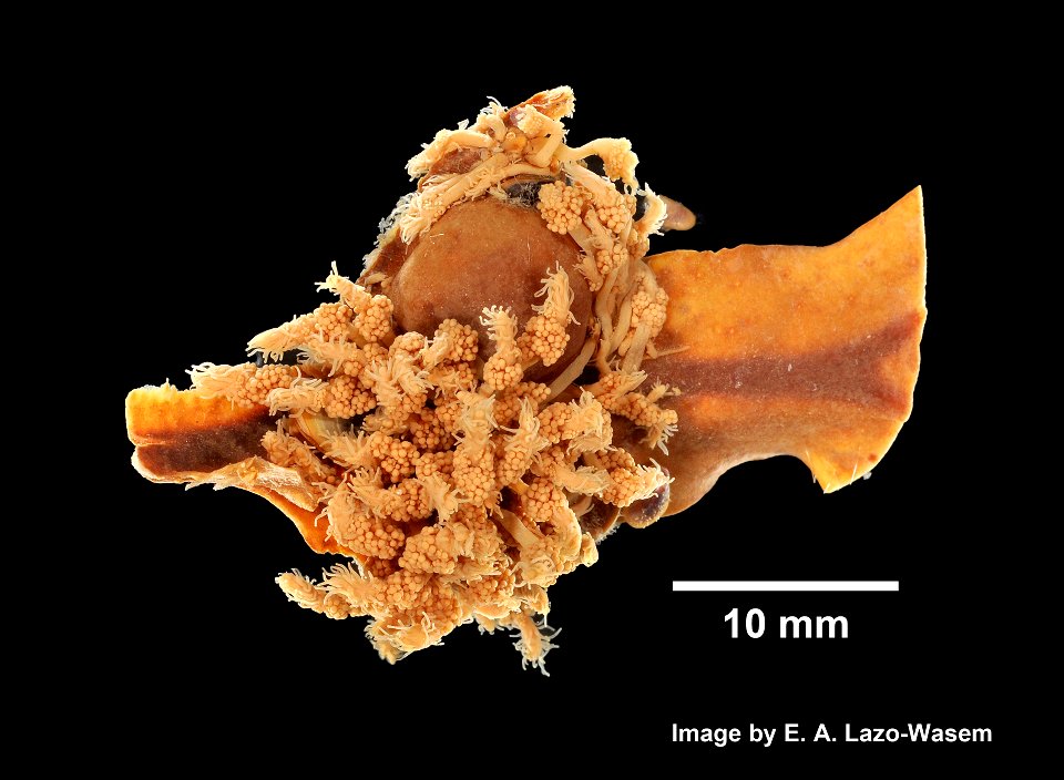 PRESERVED_SPECIMEN; ; ; 70% alc.; GM Image; Gray Museum; IZ number 29349; lot count 1; original catalog number GM 74; 1966-06-09T00:00:00Z