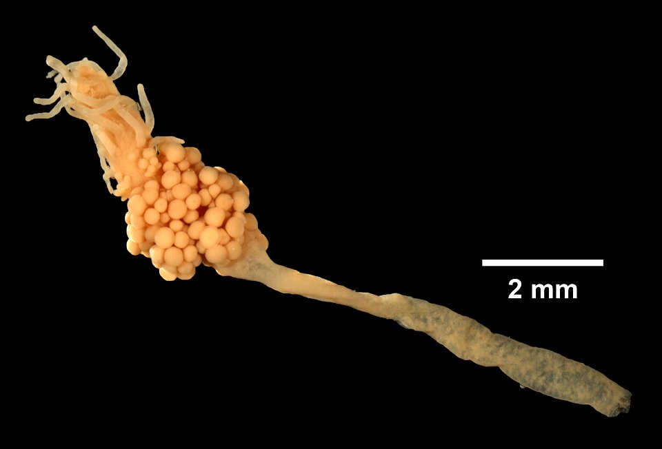 PRESERVED_SPECIMEN; ; ; 70% alc.; GM Image; Gray Museum; IZ number 29349; lot count 1; original catalog number GM 74; 1966-06-09T00:00:00Z