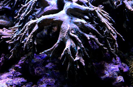 Broccoli coral ( Litophyton arboreum ), Aquarium tropical du Palais de la Porte Dorée, in Paris. photo