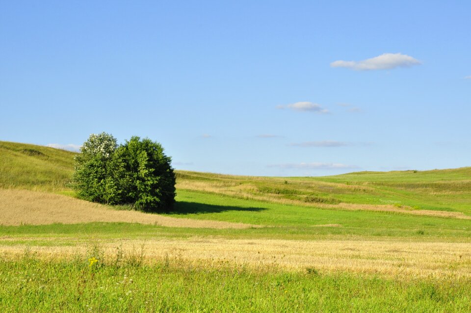 Scenery meadows summer