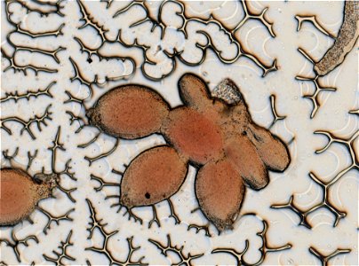 PRESERVED_SPECIMEN; ; ; microslide; IZ number 95656; lot count 1; Microslide 01, balsam, whole mount;