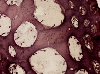 PRESERVED_SPECIMEN; ; ; microslide; IZ number 63726; lot count 1; Microslide 01, balsam, section;