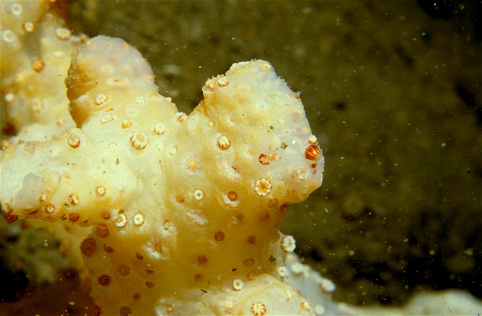 Alcyonium palmatum Pallas, 1766 - Port-Vendres : 08/1984