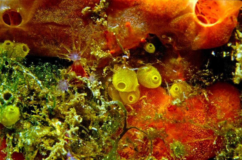 Ecteinascidia herdmani (Lahille, 1887), Alcyonium coralloides (Pallas, 1766), Spirastrella cunctatrix Schmidt, 1868 - Banyuls-sur-Mer : 08/1984