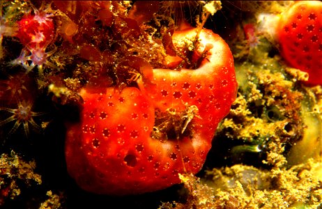 Polysyncraton lacazei (Giard, 1872), Alcyonium coralloides (Pallas, 1766) - Banyuls-sur-Mer : 08/84