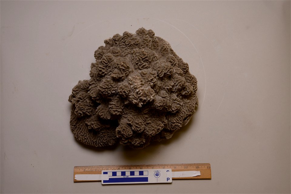 PRESERVED_SPECIMEN; ; ; dry; IZ number 60428; lot count 1;