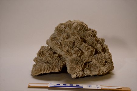 PRESERVED_SPECIMEN; ; ; dry; IZ number 60428; lot count 1;