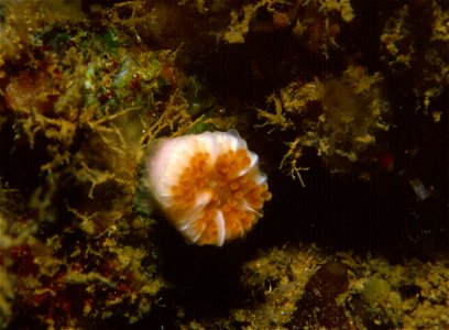 Caryophyllia smithii - Banyuls-sur-Mer : 08/85