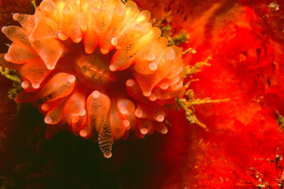 Caryophyllia smithii - Banyuls-sur-Mer : 07/93