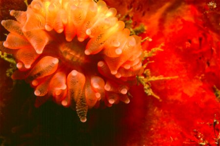 Caryophyllia smithii - Banyuls-sur-Mer : 07/93