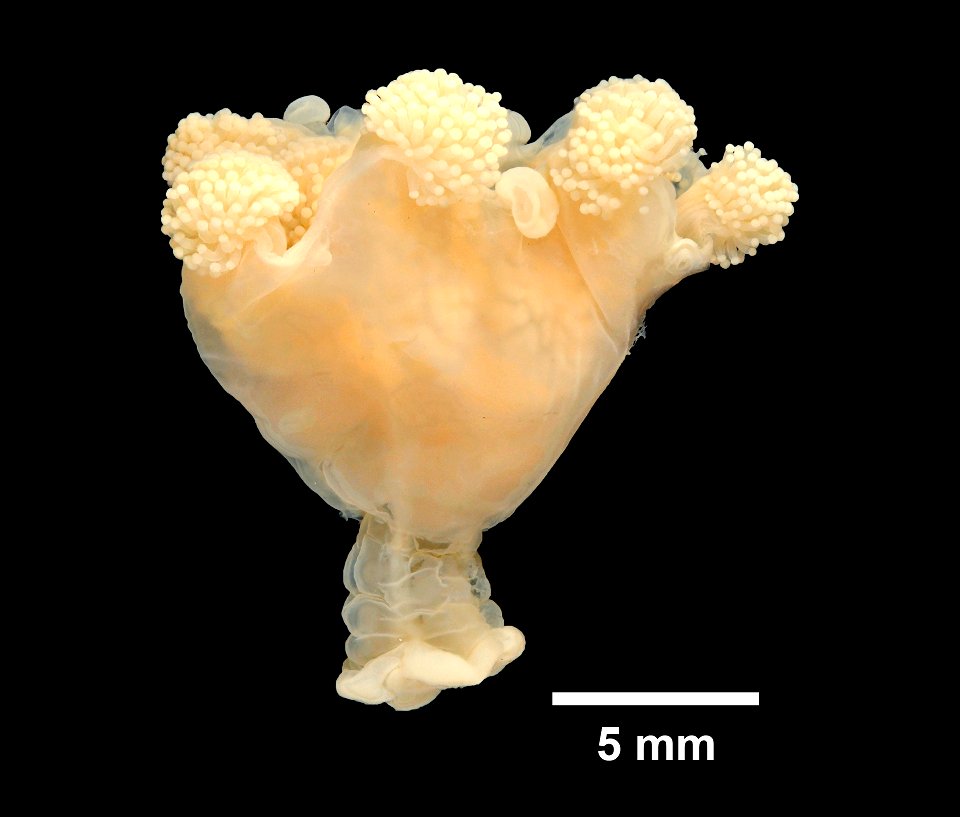 PRESERVED_SPECIMEN; ; ; 70% alc.; GM Image; Gray Museum; IZ number 29402; lot count 30; original catalog number GM 128; 1968-05-08T00:00:00Z