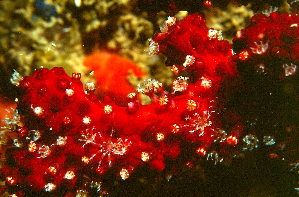 Alcyonium acaule Marion, 1878 - Banyuls-sur-Mer : 08/1983