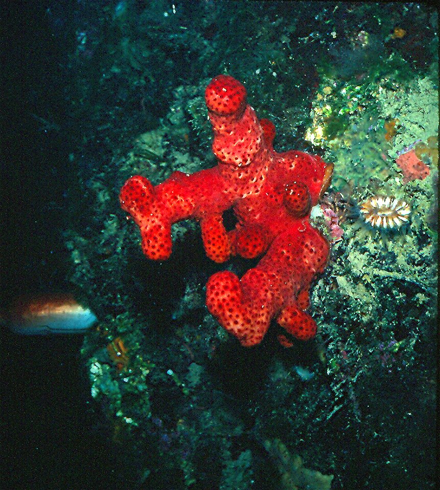 Alcyonium acaule Marion, 1878 - Banyuls-sur-Mer, Sec de Rédéris : 07/1980