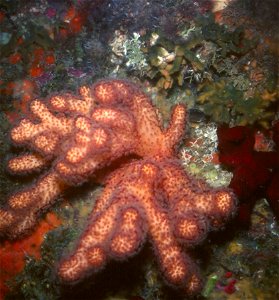 Alcyonium acaule Marion, 1878 - Banyuls-sur-Mer : 08/1980