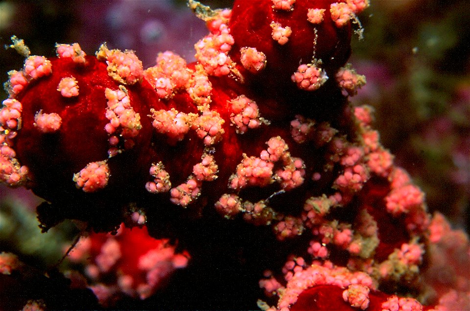 Alcyonium acaule et sa ponte