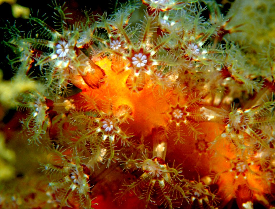 Alcyonium acaule Marion, 1878 - Banyuls-sur-Mer : 05/1984