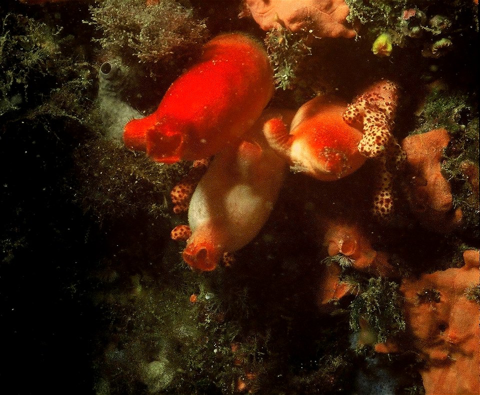 Halocynthia papillosa (Linnaeus, 1767), Alcyonium acaule Marion, 1878 - Banyuls-sur-Mer : 07/1980