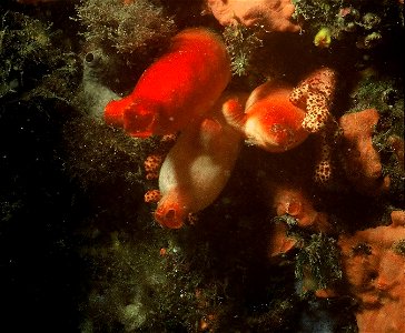 Halocynthia papillosa (Linnaeus, 1767), Alcyonium acaule Marion, 1878 - Banyuls-sur-Mer : 07/1980
