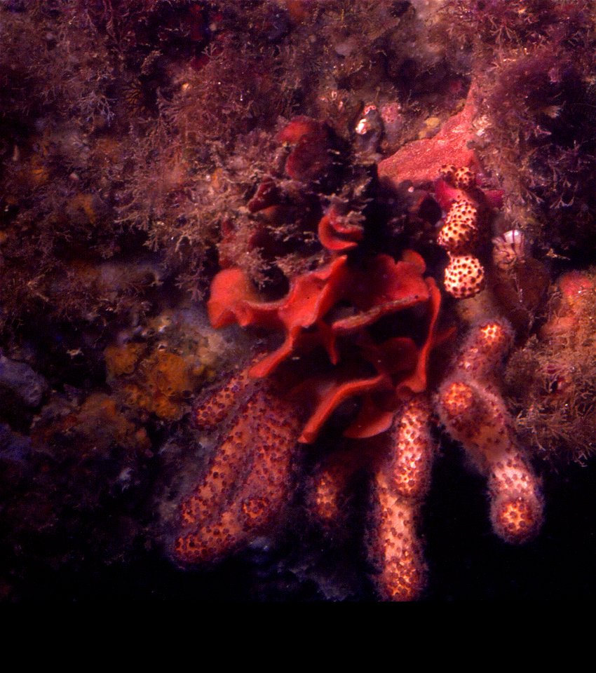 Colonies de Pentapora (Hippodiplosia) fascialis et d' Alcyonium acaule