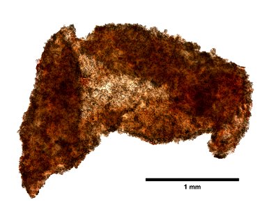 PRESERVED_SPECIMEN; ; ; microslide; CSBR Slide Grant Image 2016; IZ number 79326; lot count 1; Microslide 01, balsam, sclerites; Microslide 02, balsam, sclerites;