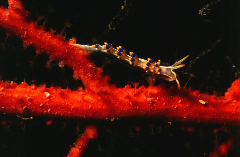 Trinchesia morrowae Korshunova & al., 2019, Leptogorgia sarmentosa (Esper, 1791) - Banyuls-sur-Mer : 07/1990