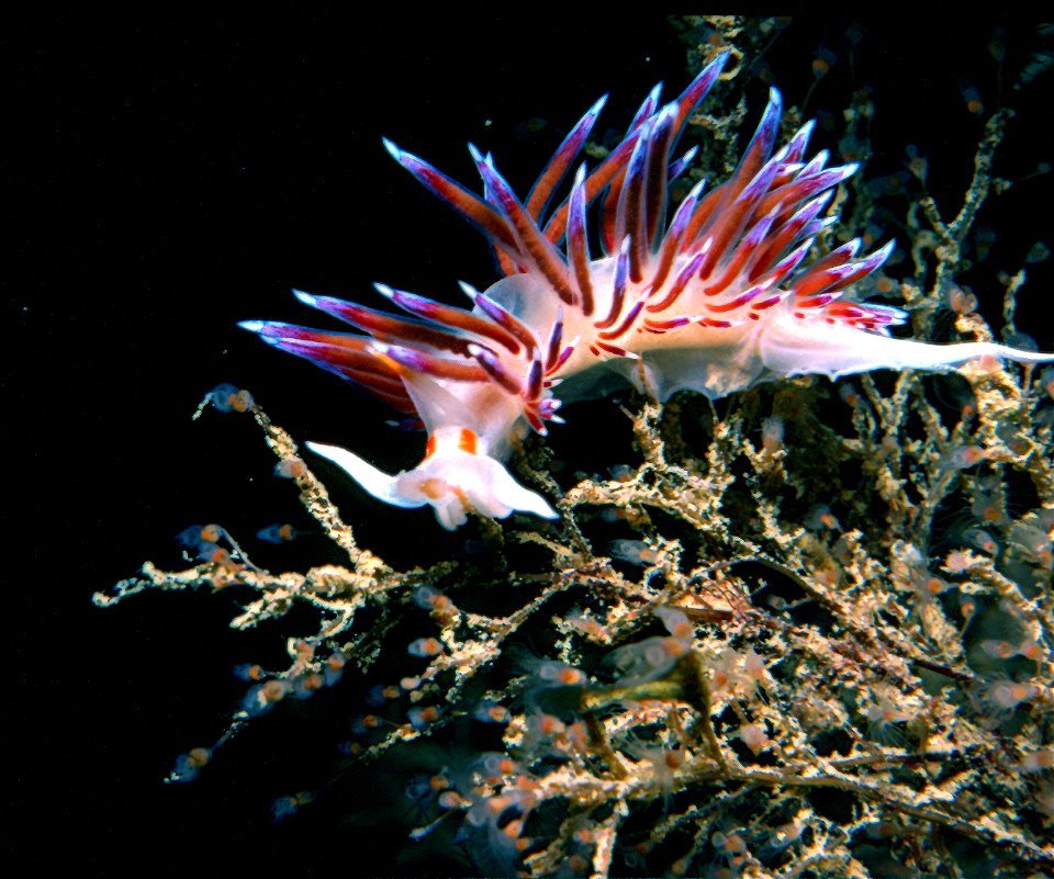 Cratena peregrina (Gmelin, 1791), Eudendrium rammosum (Linnaeus, 1758) - Banyuls-sur-Mer : 08/1983